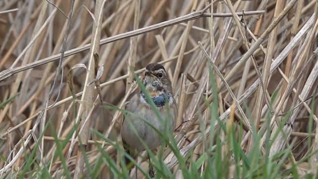 Bluethroat - tewbirds @ Willow Tree Fen LWT - 2017-03-10 смотреть онлайн