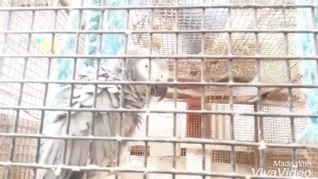 Kia Ora Gorey CO Wexford смотреть онлайн