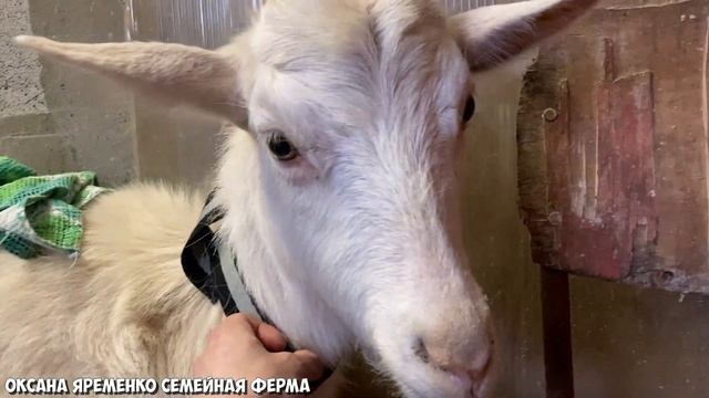 КОЗОЧКИ дочки / Родились прямо на а улице / Как их кормить? Молозива почти нет♀️ смотреть онлайн