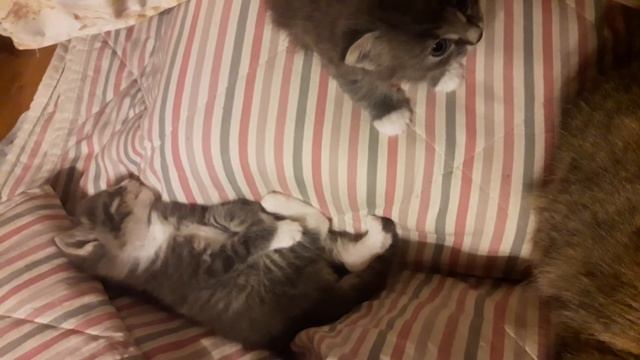 А у нас котятушки -ребятушки живут.🤗 смотреть онлайн