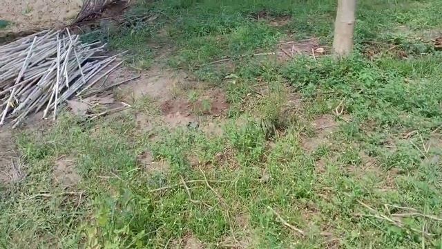 Akibat pH tanah terlalu asam // tanaman pepaya California butuh pH normal 6 sampai 7. смотреть онлайн