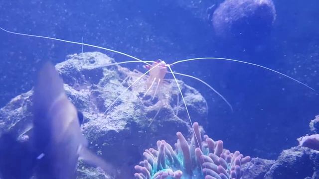 Lysmata amboinensis cleaning a BTA смотреть онлайн