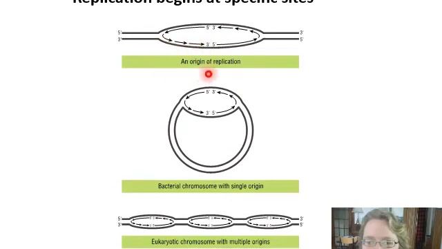 Ch. 4 Continuity and Variation within the Genome - Part 1 - DNA replication смотреть онлайн