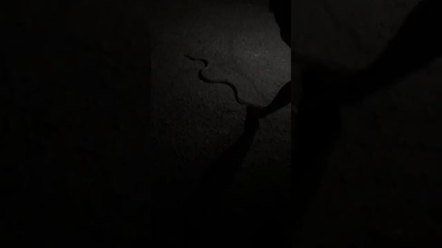 самая опасная змия. чуть не укусила смотреть онлайн