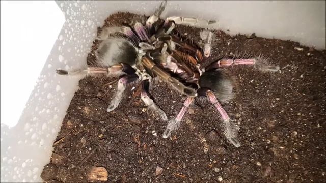 Pamphobeteus Ultramarinus Pairing