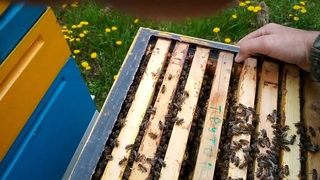 трутень начинает выходить - что делаем смотреть онлайн