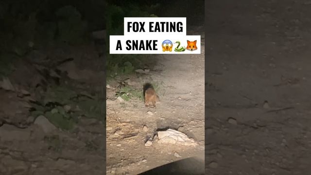 Fox Eating A Snake 😱🐍🦊 смотреть онлайн