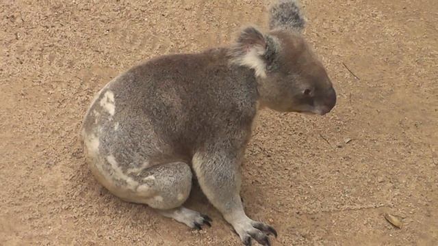 Koala 8 смотреть онлайн