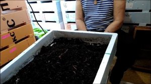 С зелёным кормом_наигрался))) Новые идеи.