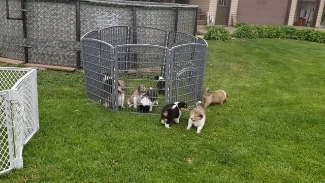 5-16-21 Jett And Kanga Babies Love Being Outside