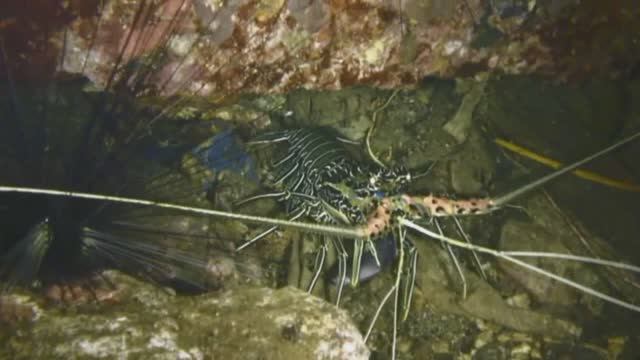 Banda Naira Jetty Night Dive
Пристань на острове Банда Нейра. ночное погружение