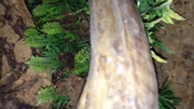 Lampropelma Violaceopes ! Tisoyspiders смотреть онлайн