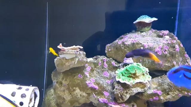 Yellow clown goby смотреть онлайн