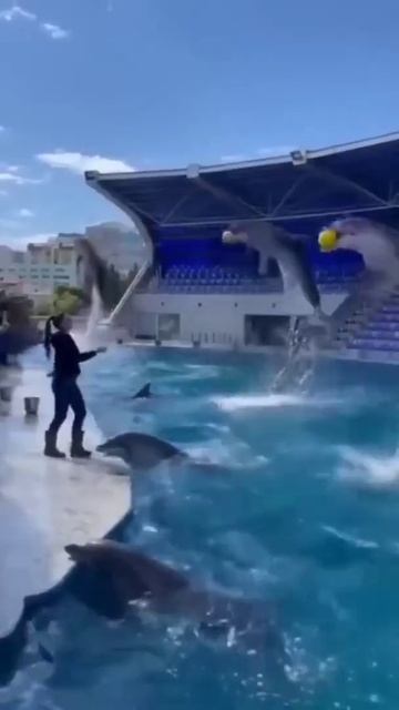 Dolphin 🐬🐬🐬 смотреть онлайн