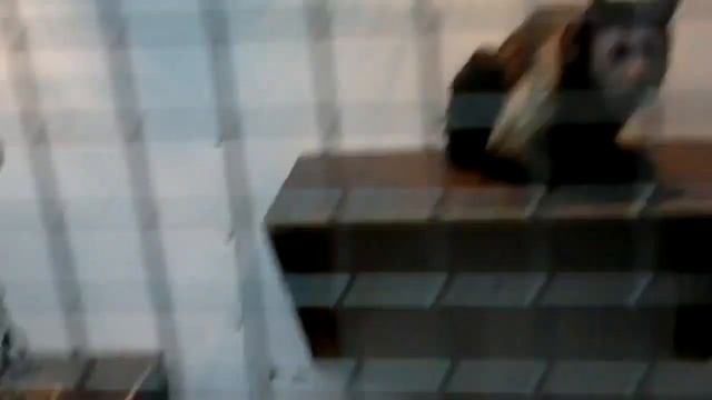 Экзотические животные про астраханцев не забывают и регулярно с визитом их посещают!) смотреть онлайн