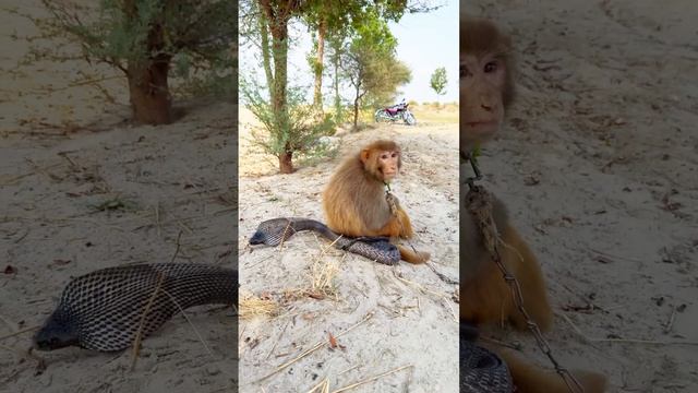 wao!king cobra naag and monkey amazing video #shorts #10million смотреть онлайн