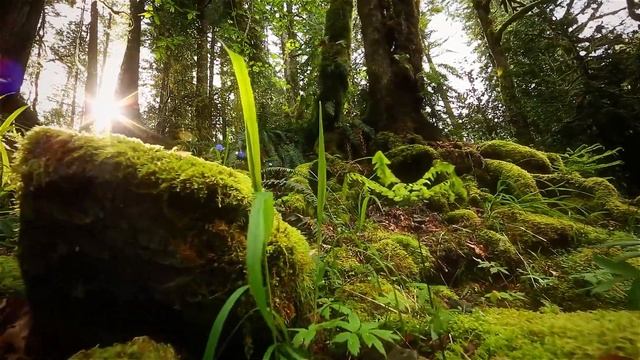 Koan - She Doesnt Know to Be Asleep (Relax Video) смотреть онлайн
