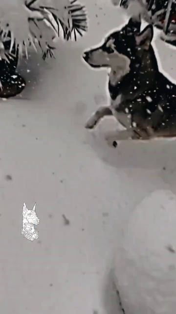 Эдит(Хаски,Н.о,Доберман)!!звук мой!! простите что пропадаю смотреть онлайн