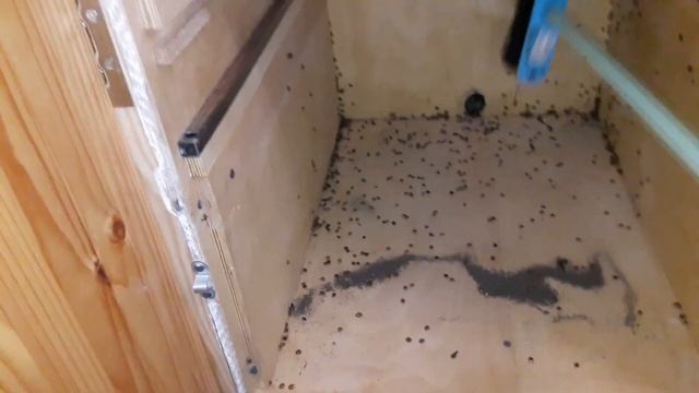 божьи коровки зазимовали в павильоне смотреть онлайн