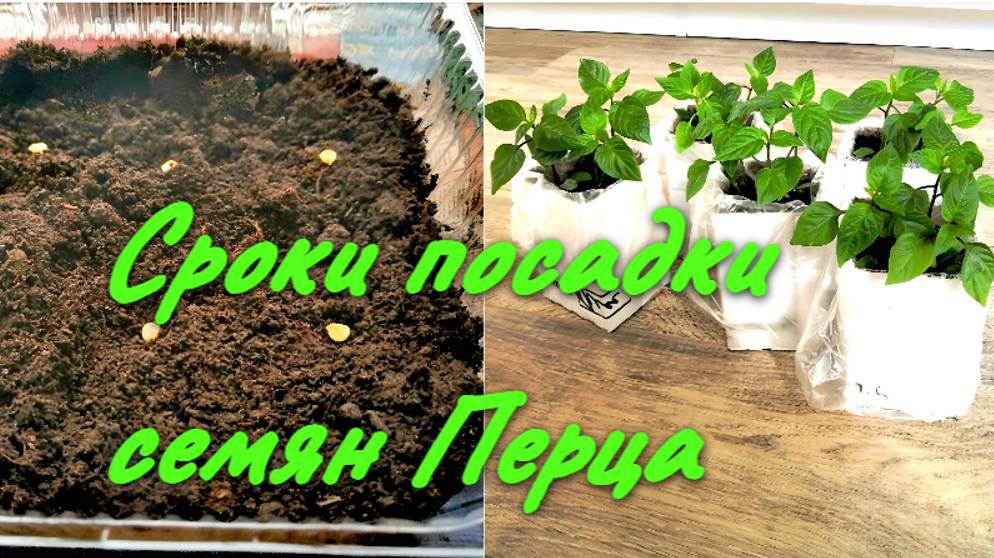 Как рассчитать точные сроки посева перца на рассаду в 2025 году. смотреть онлайн