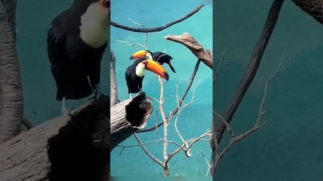Cute Toucan Bird || Toco Toucan || Planet N Nature #shorts смотреть онлайн