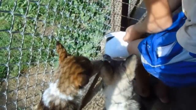 Пробуем новую кашу!!! смотреть онлайн