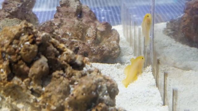 Yellow Clown Gobies at Pacific East Aquaculture смотреть онлайн
