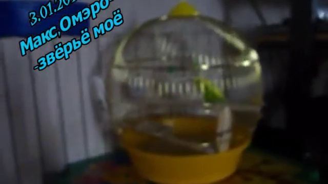 Италия ЗВЕРЬЁ МОЁ смотреть онлайн