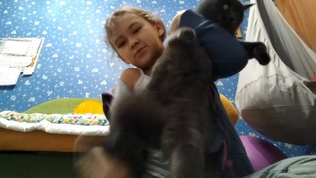 Дрессировка кошки Мышки смотреть онлайн