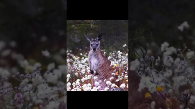 So cute Kangaroo in the wild #kangaroo смотреть онлайн