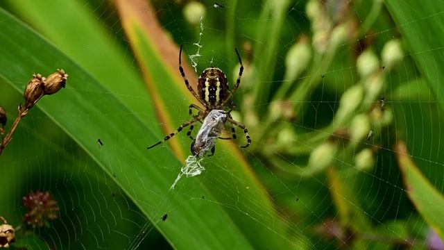 KŘIŽÁK PRUHOVANÝ (Argiope bruennichi) - Wasp Spider смотреть онлайн