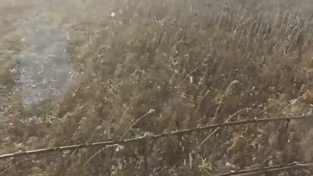 №47 Уборка подсолнечника зерновой жаткой. Скороспелый сорт в Сибири смотреть онлайн