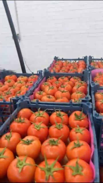 Помидоры под заказ