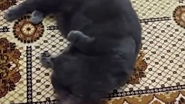 бабушка занесла кота домой смотреть онлайн