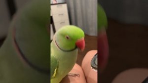 Говорящий ожереловый попугай Ричи