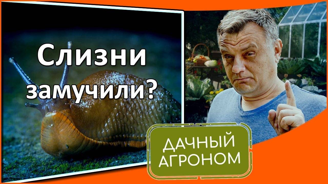 Никаких больше слизней ПРОВЕРЕННЫЕ СРЕДСТВА и способы от эксперта смотреть онлайн