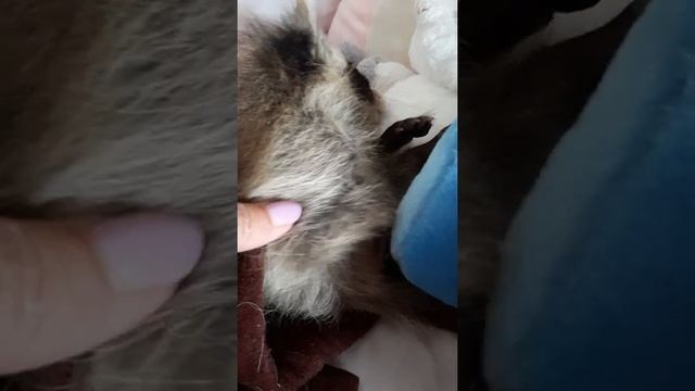 Маленький енот просыпается. Raccoon Eve. Енот Ева 1,5 месяца. смотреть онлайн