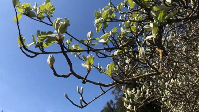 Whitebeam - branches, twigs & leaves - April 2021 смотреть онлайн
