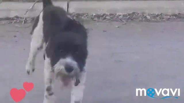 Прогулка с Бонькой💕 смотреть онлайн