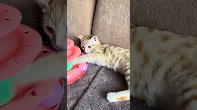 Рыжий котенок девочка хочет домой смотреть онлайн