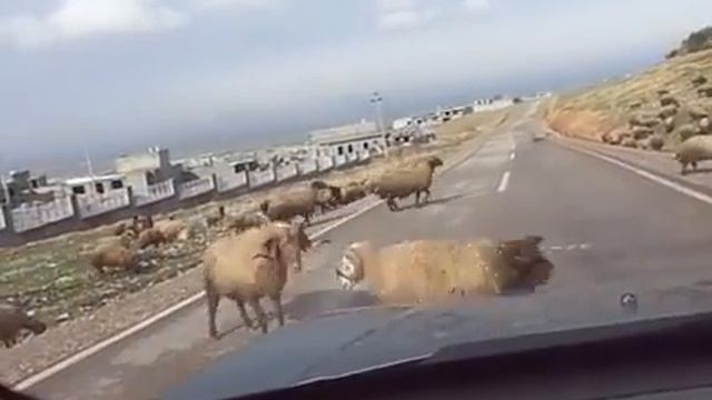 БАРАН ПРОБИЛ БАШКОЙ АВТО)))) смотреть онлайн