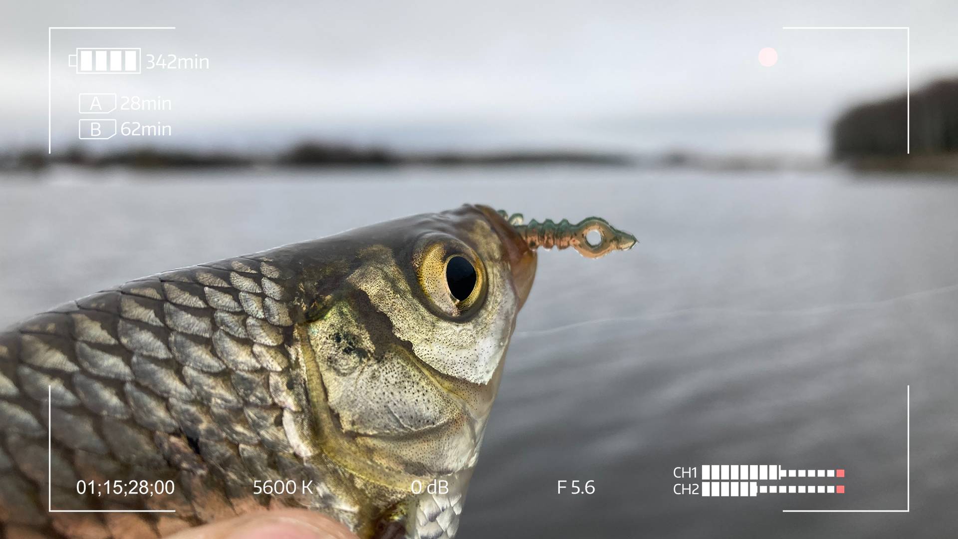 Eleven Lures Atata. Новинка в мире мормышинга и наноджига смотреть онлайн