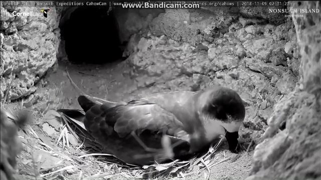~ PETREL BERMUDZKI ( Pterodroma cahow ) ~ Nonsuch Island - Bermudy 09/11/2018 смотреть онлайн