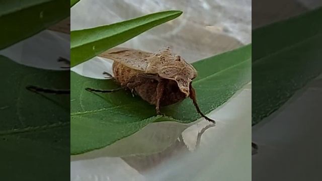CHONKERS MOTH visits twice #moth смотреть онлайн