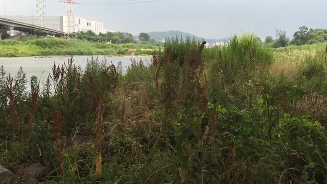 Z1 - Smooth Gyroscope Stabilizer For Smart Phone Review смотреть онлайн