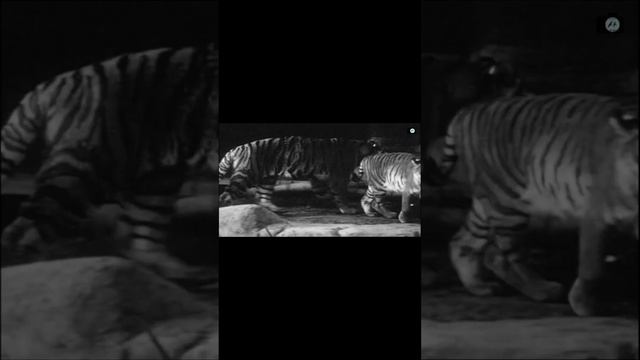 Information about Caspian Tigers #Caspiantiger #Pantheratigrisvirgata #pantheratigris #Hazarkaplanı смотреть онлайн