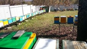 Результат работы по варроа за сезон