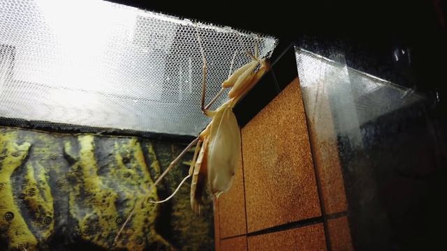 Timelapse of a Hierodula Venosa molting смотреть онлайн