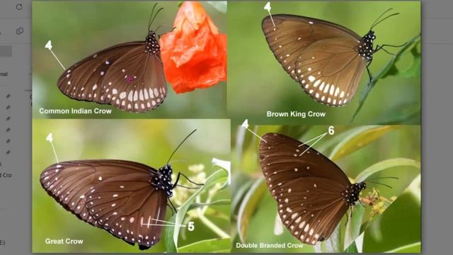Butterfly Identification | Genus Euploea | Crows |සමනලුන් හදුනාගනිමු #identification #butterflying смотреть онлайн