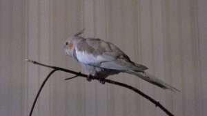 Карелла поет